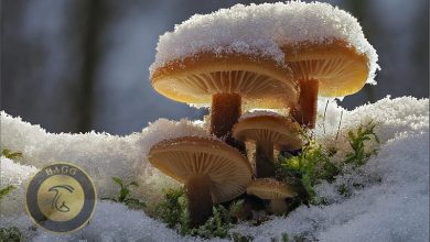 فصل سرما مراقب قارچ‌ ها باشید