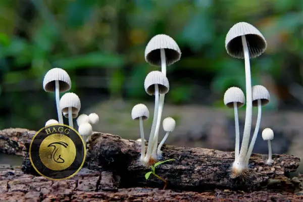 دیدن قارچ سفید