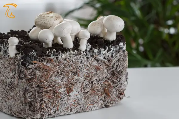 مهم‌ترین کاربردهای میسلیوم قارچ