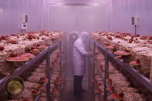 پرورش قارچ گانودرما یا ریشی بصورت صنعتی