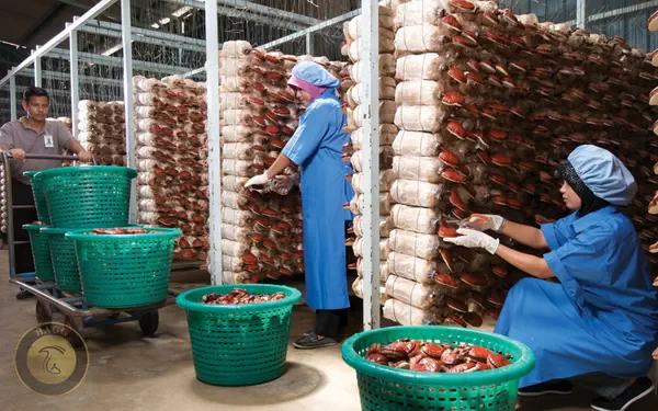 کشت قارچ گانودرما بصورت صنعتی