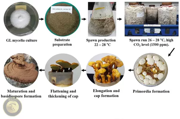 مراحل کشت و رشد قارچ گانودرما