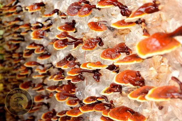 پرورش قارچ گانودرما یا ریشی بصورت صنعتی