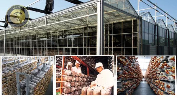 مزرعه قارچ ریشی یا لینگزی