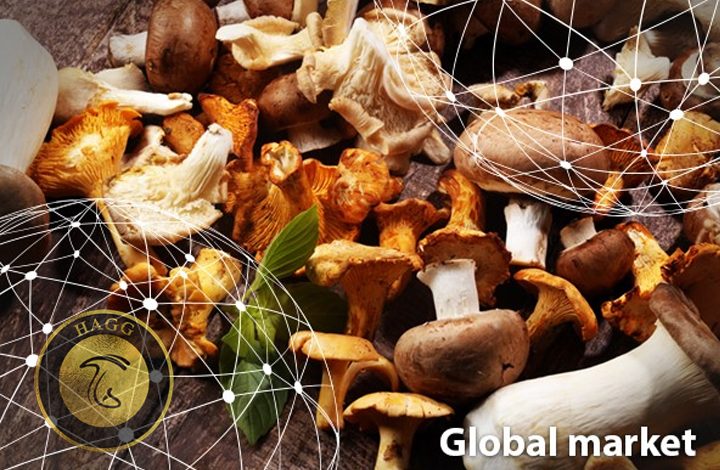 حل مشکلات تولیدکنندگان قارچ توسط اتحادیه اروپا