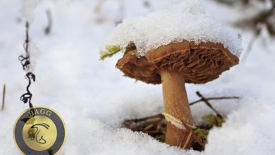 نابودی قارچها در سرمای زمستان