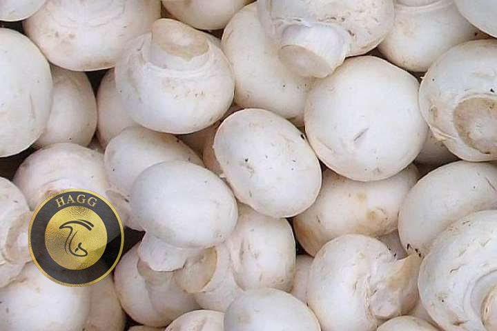 راه اندازی واحدهای پرورش قارچ در سمنان