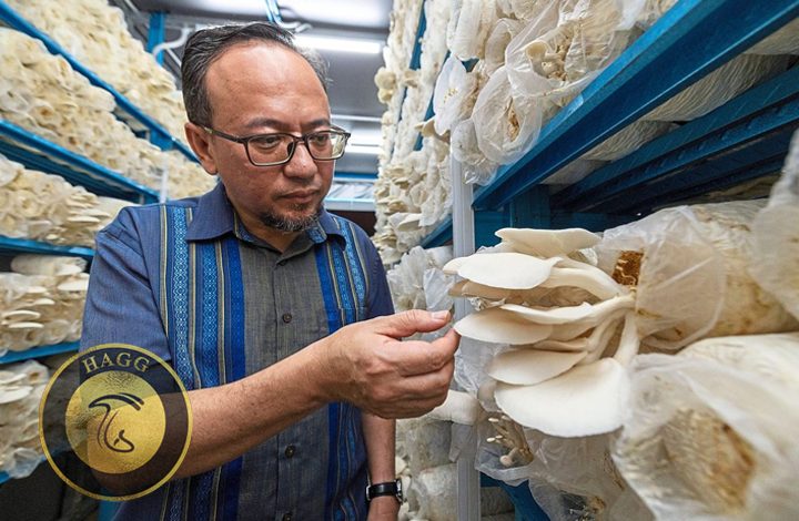 تاسیس خانه قارچ هوشمند مالزی به ارزش 30 میلیون تومانی