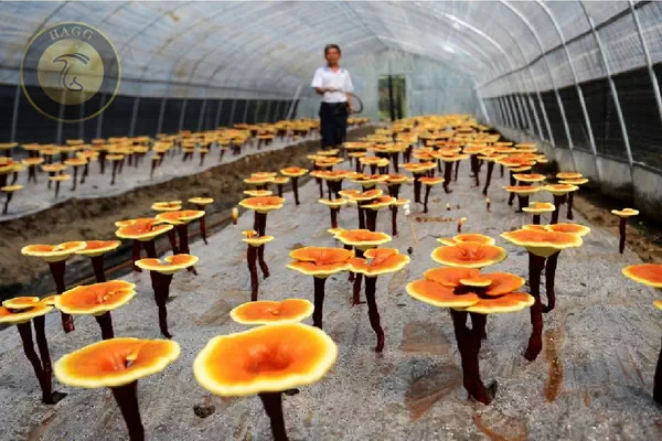 مزرعه قارچ ریشی