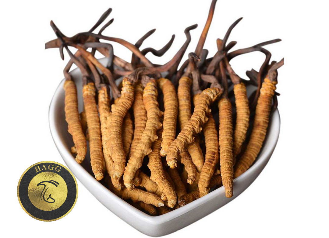 قارچ کرم ابریشم یا قارچ کاترپیلار Ophiocordyceps sinensis