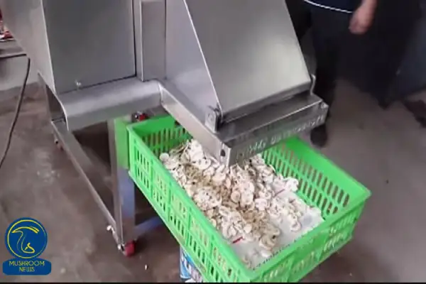 دستگاه اسلايسر برای توليد انبوه قارچ