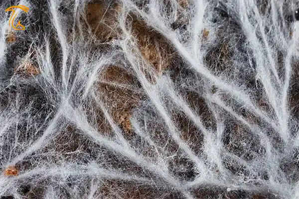 میسلیوم و ساختمان رویشی قارچ ها