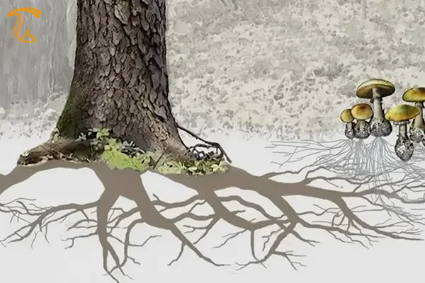 رابطه همزیستی گیاهان با قارچ توسط شبکه میسیلیوم