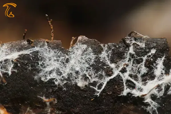 میسلیوم و ساختمان رویشی قارچ ها