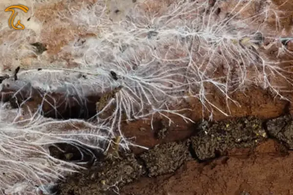 میسلیوم و ساختمان رویشی قارچ ها