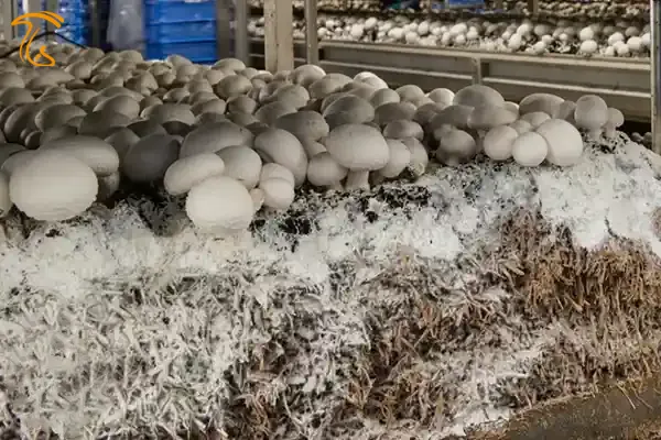 میسلیوم قارچ توده‌ای متراکم از هیف‌ها است که به عنوان ریشه قارچ عمل میکند