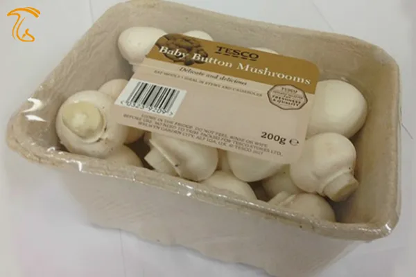 قارچ در پنت‌های مقوایی