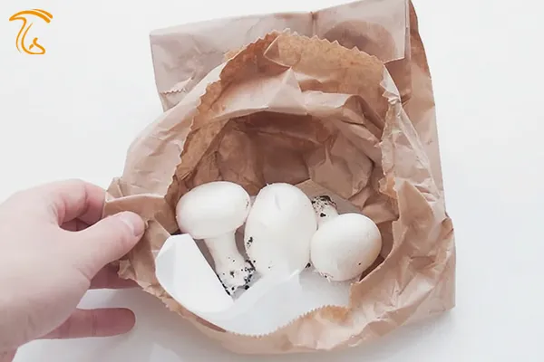 قارچ در دستمال و کیسه کاغذی