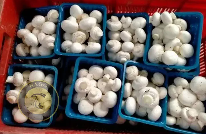 عکس مربوط به وضعیت تولید محصولات گلخانه ای در کشور