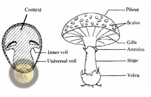 context mushroom