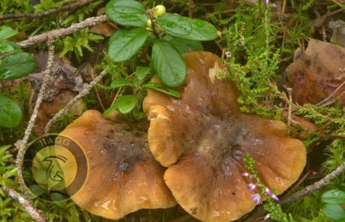 acrid mushroom