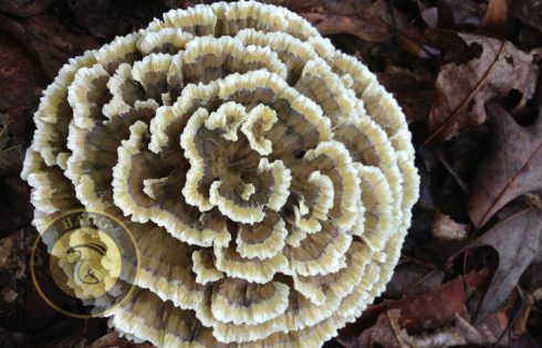 coriaceous mushroom