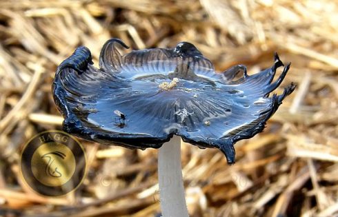 cinereous mushroom