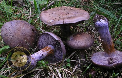 concolorous mushroom