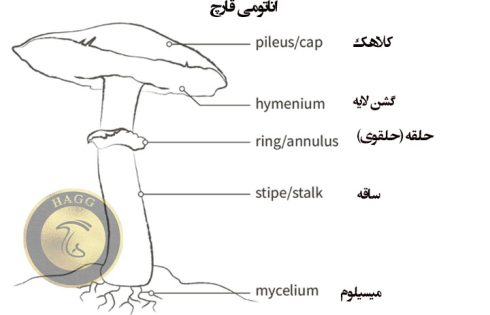 آناتومی قارچ