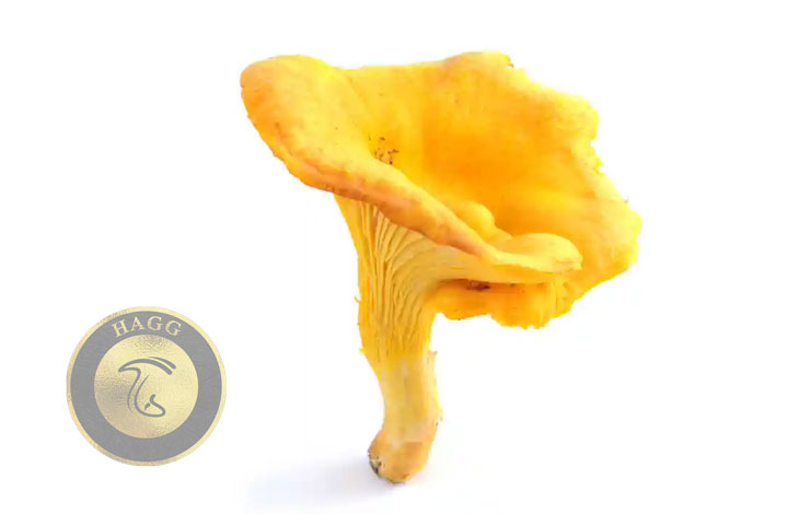 قارچهای زرد پیچاک  و چانترلا راهنمای تخصصی پخت قارچ های خوشمزه