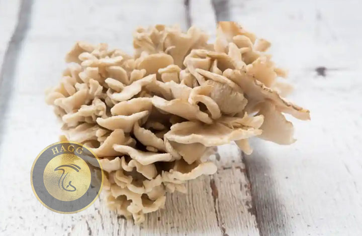 قارچ مایتاکه راهنمای تخصصی پخت قارچ های خوشمزه