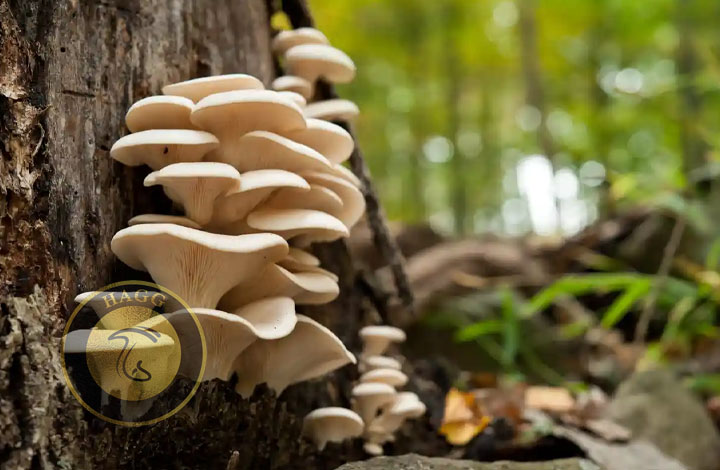 قارچ صدفی راهنمای تخصصی پخت قارچ های خوشمزه