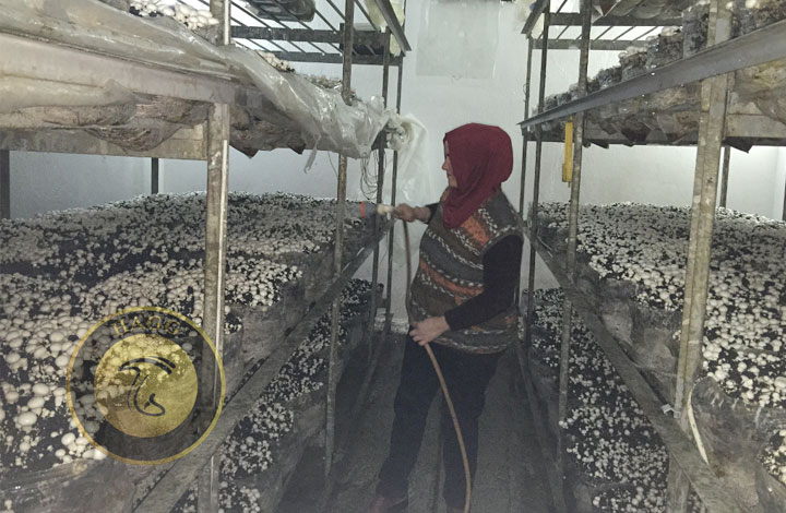 وضعیت تولید قارچ ایران