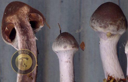 annulus mushroom (حلقه بافتی روی قارچ)