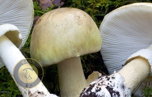 appressed mushroom