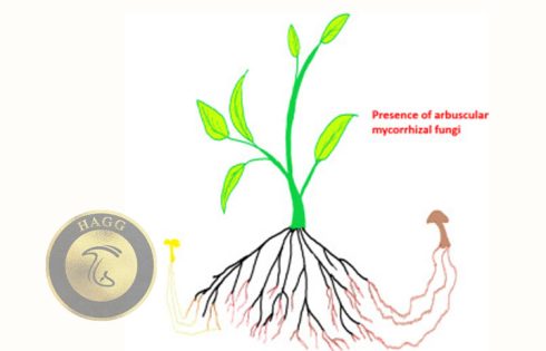 arbuscular mycorrhiza (AM)