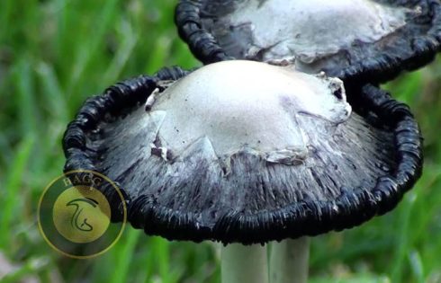 autodigestion mushroom