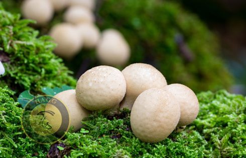 bulbous mushroom
