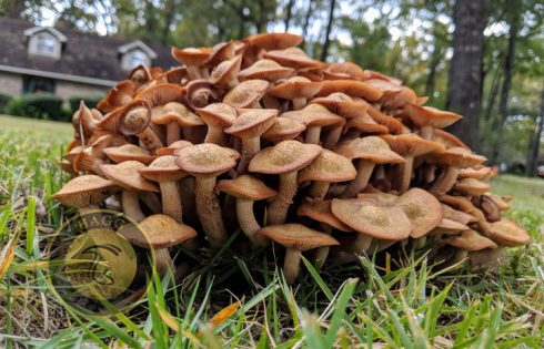 caespitose mushroom