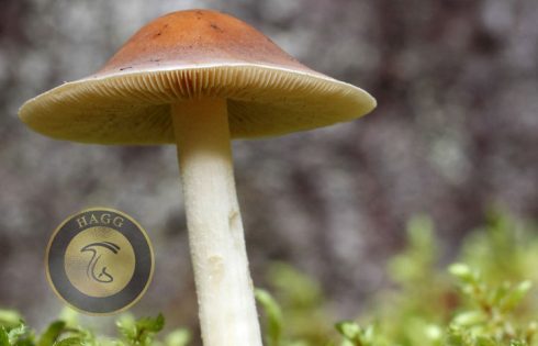 campanulate mushroom