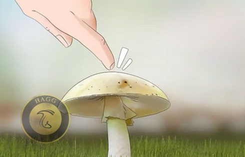 cap mushroom