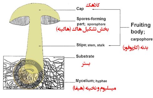 ساختار قارچ