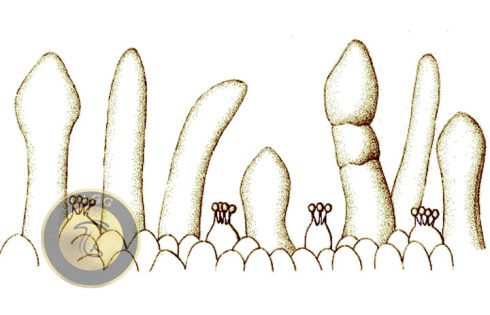  caulocystidium mushroom
