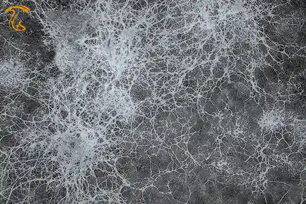 هیفا (نخینه) چیست هیف