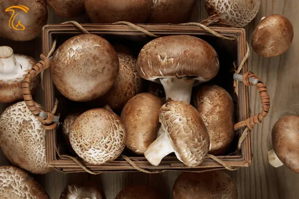 قارچ شامپینیون یا فرانسوی