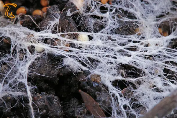 نقش نخینه در رشد هایف