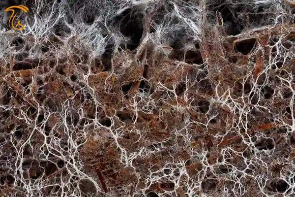 نخینه قارچ هایف