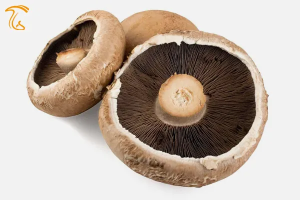 آبشش های زیر کلاهک Crimini