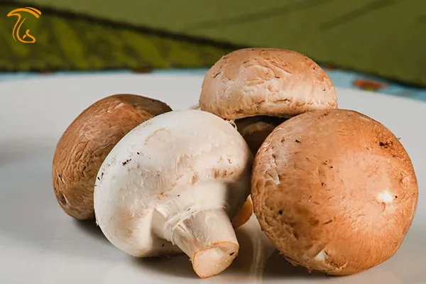 تفاوت رنگ Crimini با دکمه ای سفید