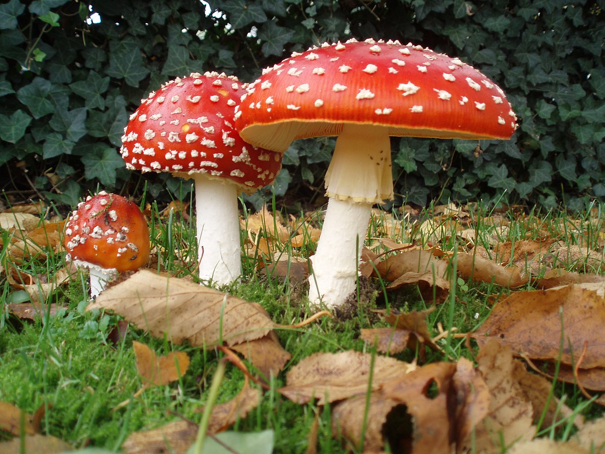 قارچ سمی آمانیتا موسکاریا (فلای آگاریک یا قارچ مگس) معروف ترین قارچ جهان که به نمادی برای قارچ بدل شده است